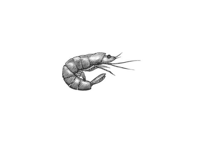 shrimp art 2